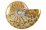 Polished Cretaceous Ammonite (Cleoniceras) Fossil - Madagascar #305913-1